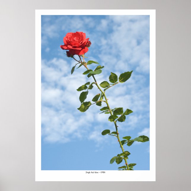Póster Rosa roja única (Frente)