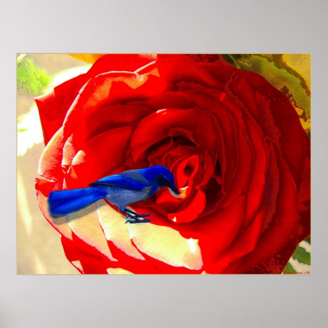 Póster Rosa Roja y Pájaro Azul Azul (Frente)