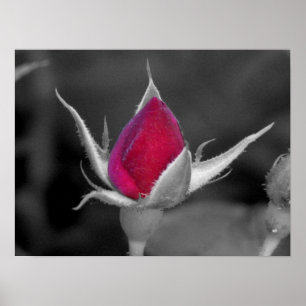 Póster Rosa rojo