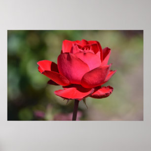 Póster Rosa rojo