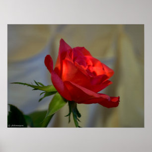 Póster Rosa rojo