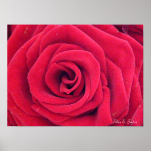 Póster Rosa rojo