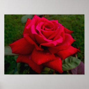 Póster Rosa rojo claro