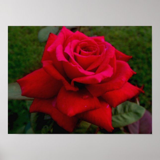 Póster Rosa rojo claro (Frente)