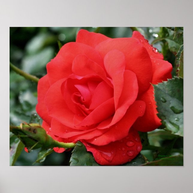Póster Rosa Rojo Con Lluvia Floral (Frente)