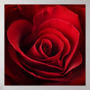 Póster Rosa rojo de la tarjeta del día de San Valentín