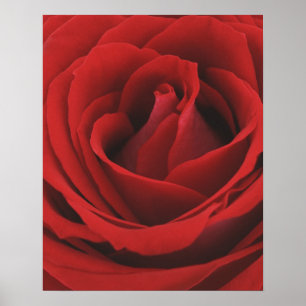 Póster Rosa rojo floreciente