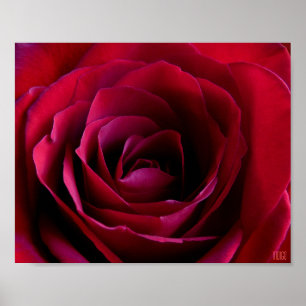 Poster Rosa Rojo Impresión Hermoso Arte de Flor