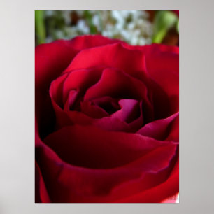 Poster Rosa Rojo Impresión Hermoso Arte de Flor