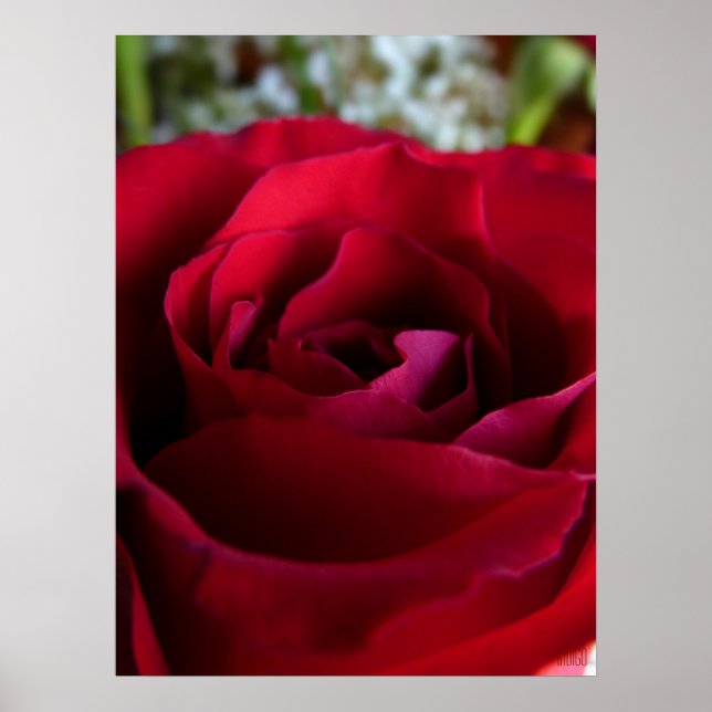 Poster Rosa Rojo Impresión Hermoso Arte de Flor (Frente)