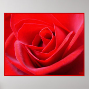 Poster Rosa Rojo Impresión Hermoso Arte de Flor