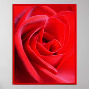 Poster Rosa Rojo Impresión Hermoso Arte de Flor