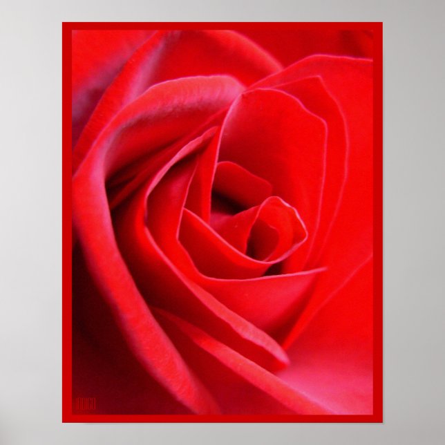 Poster Rosa Rojo Impresión Hermoso Arte de Flor (Frente)