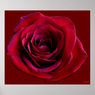 Poster Rosa Rojo Impresión Hermoso Arte de Flor