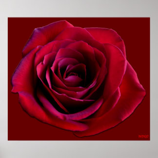 Poster Rosa Rojo Impresión Hermoso Arte de Flor