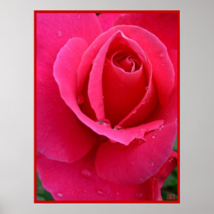 Poster Rosa Rojo Impresión Hermoso Arte de Flor