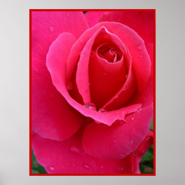 Poster Rosa Rojo Impresión Hermoso Arte de Flor (Frente)