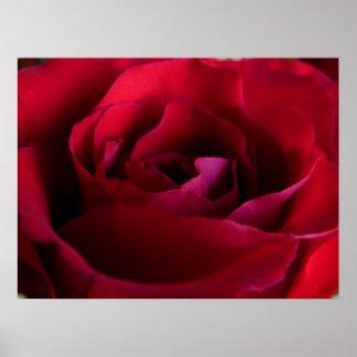 Poster Rosa Rojo Impresión Hermoso Arte de Flor