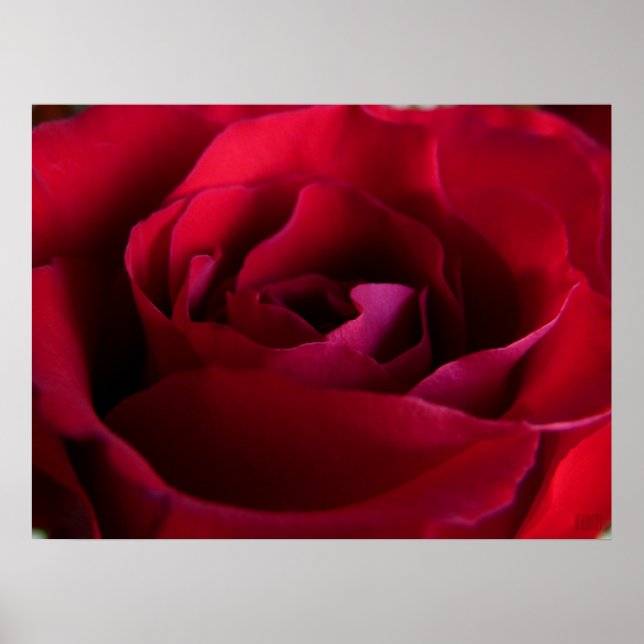 Poster Rosa Rojo Impresión Hermoso Arte de Flor (Frente)