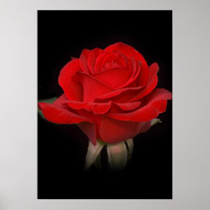 Póster Rosa rojo para usted