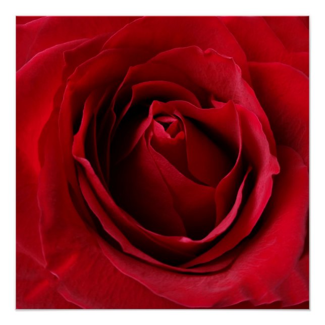 Póster rosa rojo profundo (Anverso)