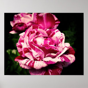 Póster Rosa Rojo Rosa