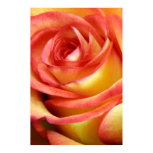 rosa rojo y amarillo