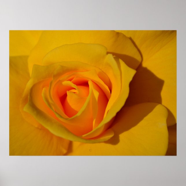 Póster Rosa romántico rosa naranja de rosa amarillo (Frente)