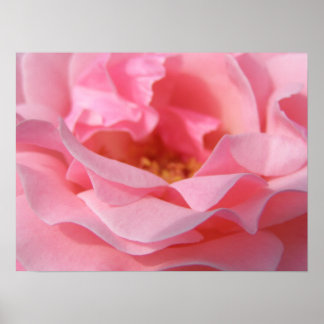 Póster Rosa rosa