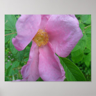 Póster Rosa Rosa