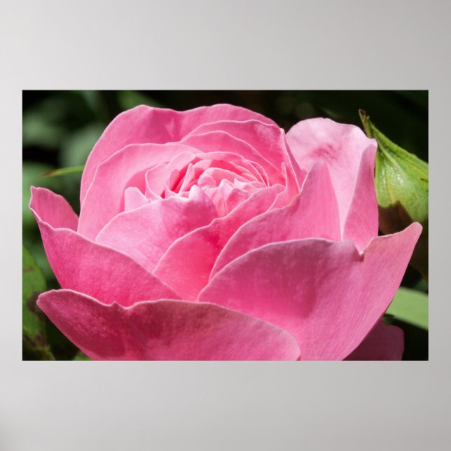 Póster Rosa rosa (Frente)