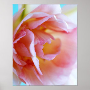 Póster Rosa rosa