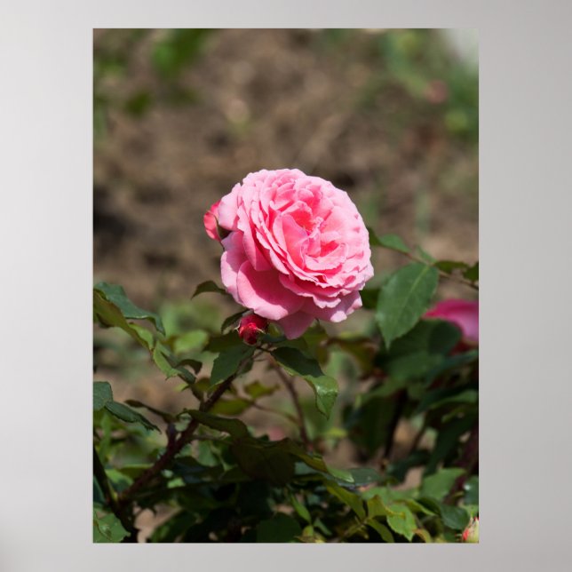 Póster Rosa rosa (Frente)