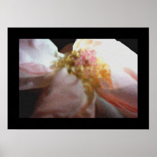 Póster Rosa rosa