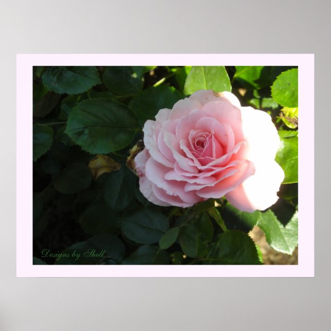 Póster Rosa Rosa Avergonzada (Frente)