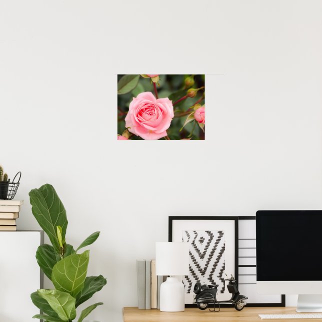 Póster Rosa Rosa Avergonzada Macro (Oficina en casa)