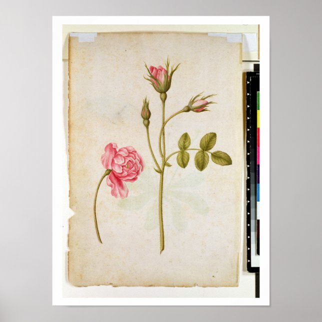 Póster Rosa rosa, c.1568 (Frente)