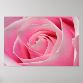 Póster Rosa rosa claro 01