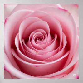 Póster Rosa rosa con gotitas de agua