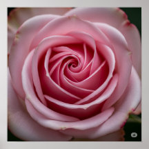Rosa rosa con Petales en espiral