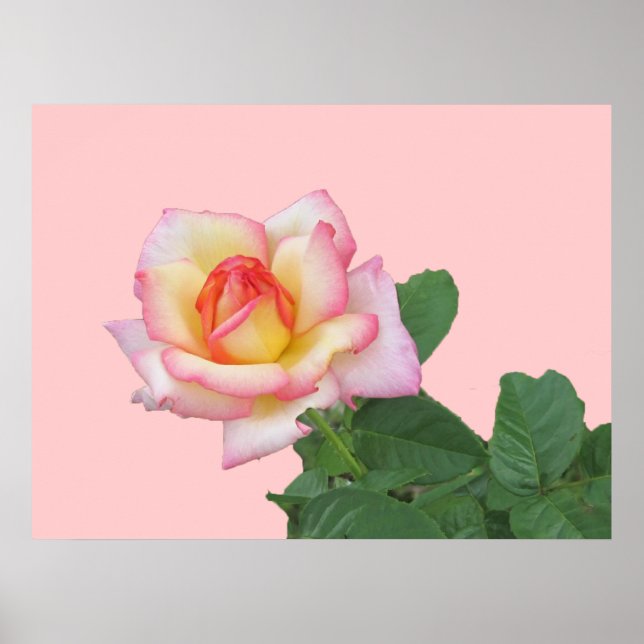 Póster Rosa rosa de 2 tonos (Frente)