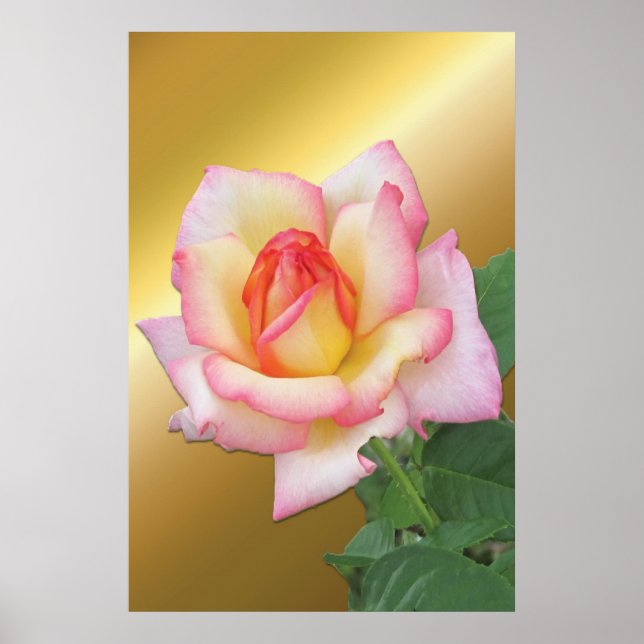 Póster Rosa rosa de dos tonos sobre oro (Frente)