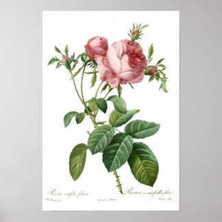 Póster Rosa rosa de Redoute