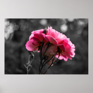 Póster Rosa Rosa Elegancia