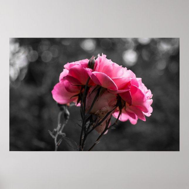 Póster Rosa Rosa Elegancia (Frente)