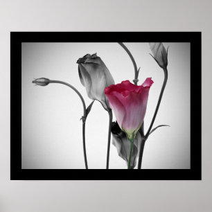 Póster Rosa rosa elegante