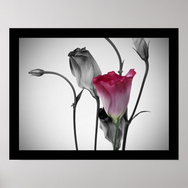 Póster Rosa rosa elegante (Frente)