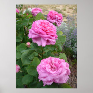 Póster Rosa Rosa Flor Floral Jardín John Hopper