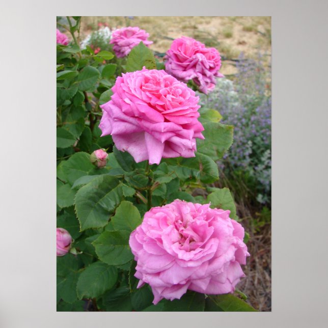 Póster Rosa Rosa Flor Floral Jardín John Hopper (Frente)
