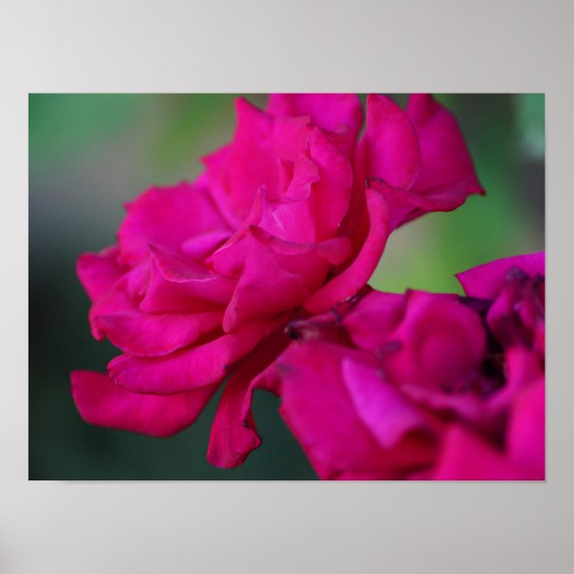 Póster Rosa Rosa Florecida (Frente)